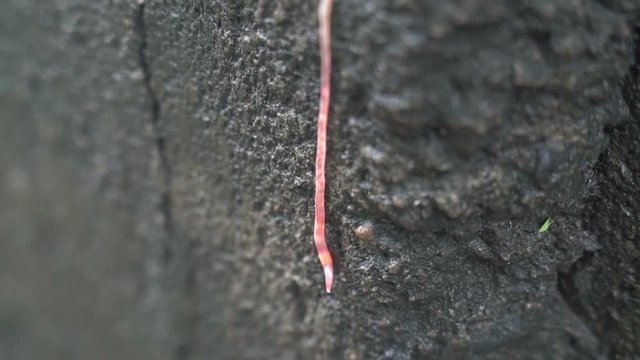 red worm macro crawls by the wall