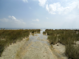 wheel track through a swamp near the Mediterranean Sea (Cyprus)