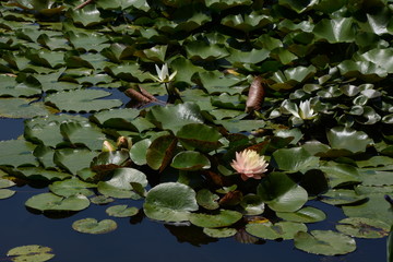 Water lily flowers