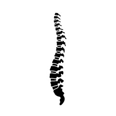 Vector human spine  illustration