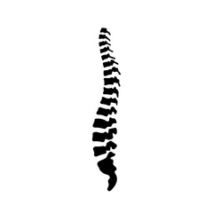 Vector human spine illustration