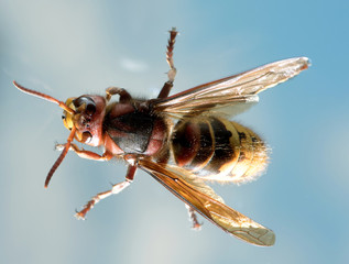 Hornisse am Fenster, Blick auf Komplexaugen, Flügel, Hinterleib, Fühler und Beine