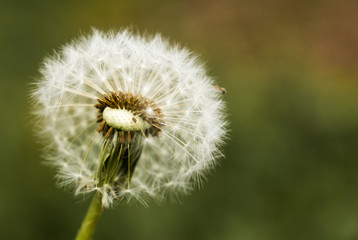Dandelion seeds in the green background