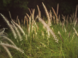 Grass Filed