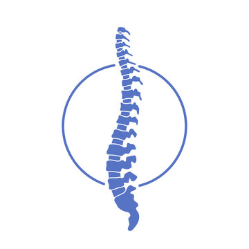 Vector Human Spine  Illustration