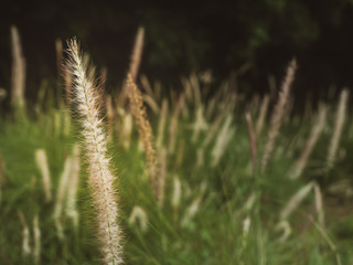 Grass Filed
