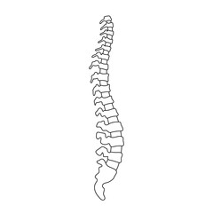 Vector human spine  illustration