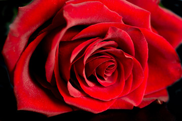 Beautiful Macro View of the Textures of a Red Rose