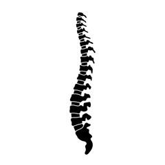 Vector human spine illustration