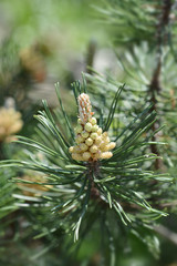 Dwarf mountain pine