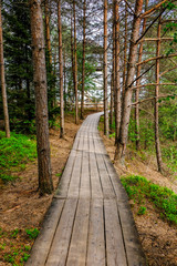 Obraz premium wooden boardwalk in bog swamp area