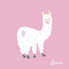 Fototapeta premium Vector illustration of llama