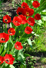 row of blooming red tulips