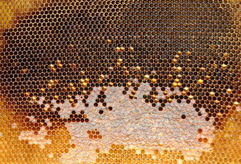 honeycombs with sealed cells