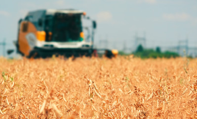 Combine harvester harvesting beans