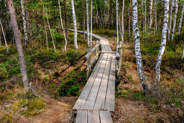 wooden boardwalk in bog swamp area