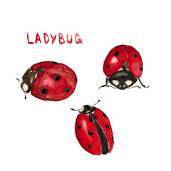 Watercolor hand drawn sketch illustration set of ladybug with lettering isolated on white