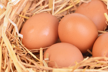 Fresh eggs