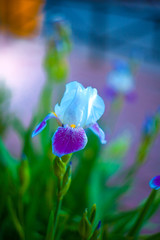 Iris flowers on a blurred background in the garden
