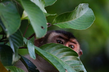 Macaque, Sabah Borneo