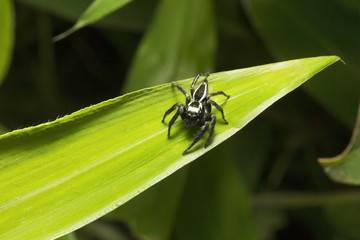 Jumping spider, Salticidae, Aarey milk colony Mumbai