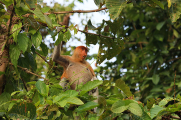 Proboscis monkey, Sabah Borneo