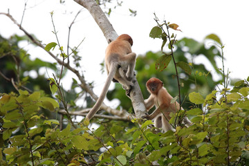 Proboscis monkey, Sabah Borneo