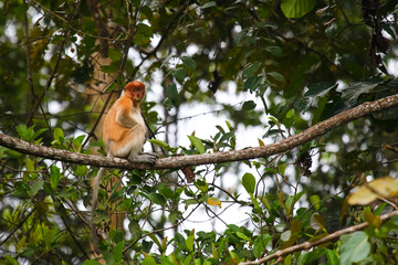 Proboscis monkey, Sabah Borneo