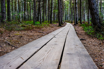 wooden boardwalk in bog swamp area