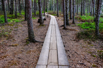 wooden boardwalk in bog swamp area