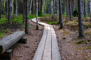 Fototapeta premium wooden boardwalk in bog swamp area