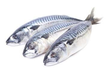 Fish mackerel