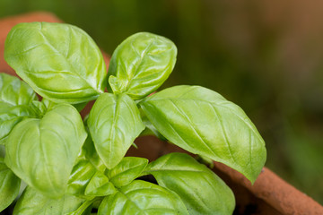 new basil plants growing in a terra cotta jar in the garden