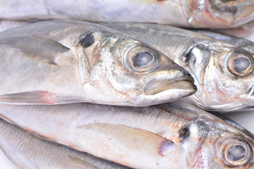 Fish horse mackerel