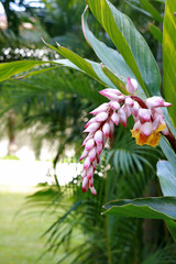 Obraz premium ハワイの花