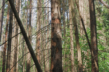 Obraz premium Spruce forest damaged by the bark beetle.