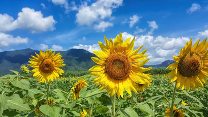 Obraz premium three bright sunflowers