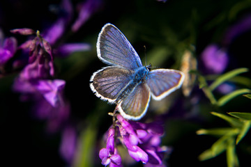 butterfly on flower