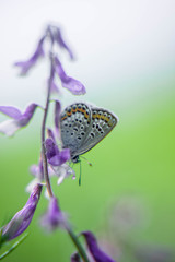 butterfly on flower