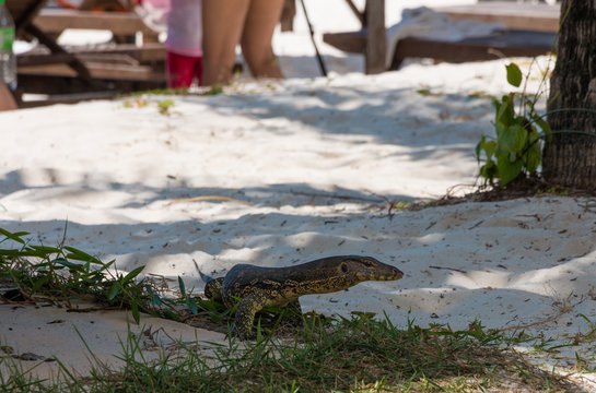 A young monitor lizard, probably a Varanus salvator with a beautiful pattern on its skin is standing near tourists and looking alert in the shadow of the beach in Redang Island, Terengganu, Malaysia. 