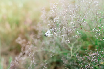 White butterfly on the white flowers in the field