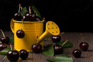 Black cherries in a yellow garden watering container on wooden background