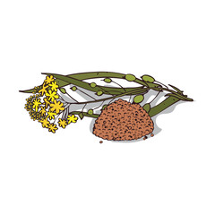 Isolated clipart of plant Camelina sativa on white background. Botanical drawing of herb False flax with flowers and leaves, seeds