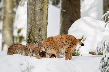 Naklejka premium Luchs (Lynx lynx), Mutter mit zwei Jungtieren, im Winter im Tier-Freigelände im Nationalpark Bayrischer Wald, Deutschland.