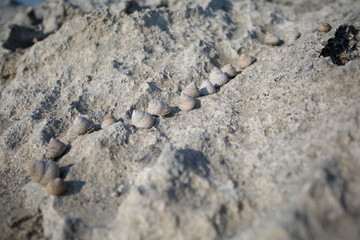  Brown, gray seashells on the seashore, on a rock.