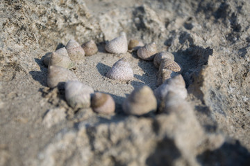  Brown, gray seashells on the seashore, on a rock.