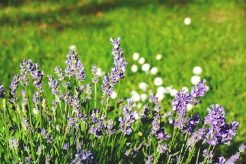 Fototapeta premium Lavendel im Garten - Sommerblumen