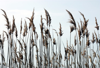  Overgrown reeds - obrazy, fototapety, plakaty