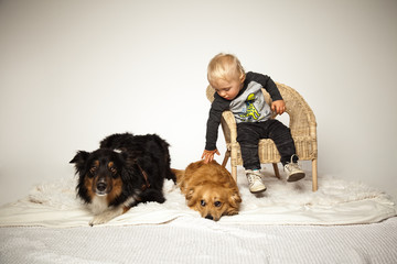 die Hunde lieben
