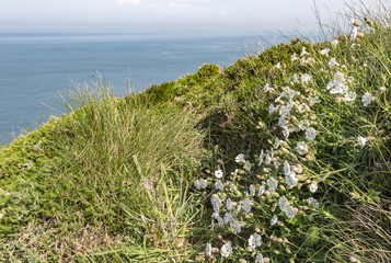 White Wild Flowers in Brittany